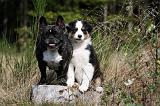 BOULEDOGUE FRANCAIS & BERGER AUSTRALIEN 026